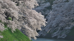 春色の千鳥が淵