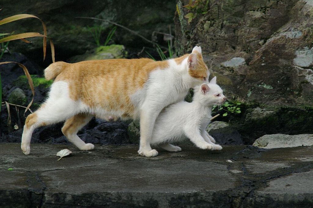 緊急！！おひっこし。