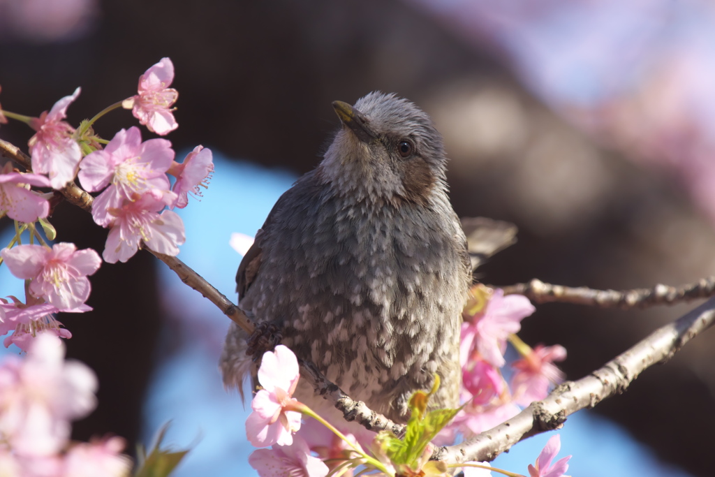 ぼくも撮ってよ