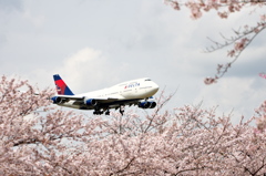 SAKURA & DELTA B4