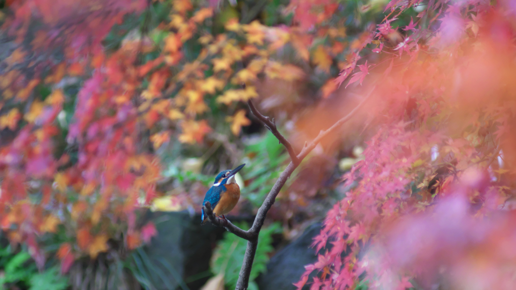 雨紅葉