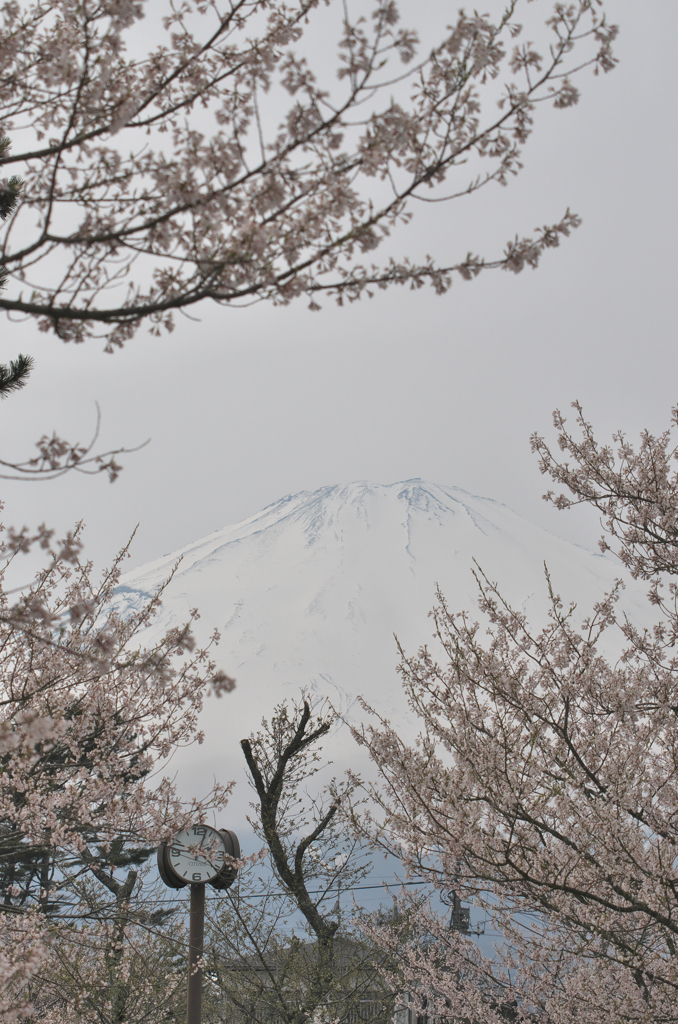 御殿場　桜公園