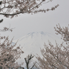 御殿場　桜公園