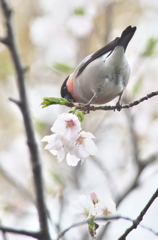 おしり