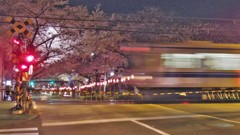 桜の踏切 '12