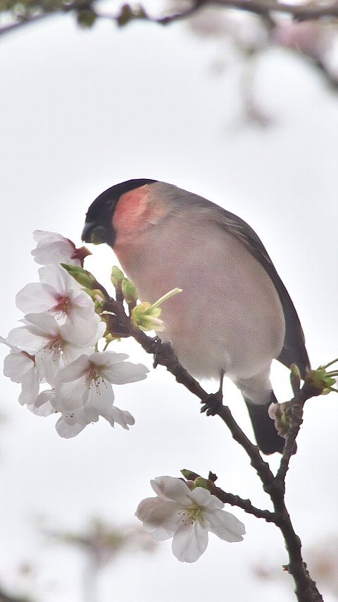 お食事中