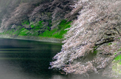 千鳥ヶ淵　2016