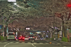 桜通り'2011