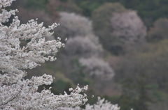 遠近