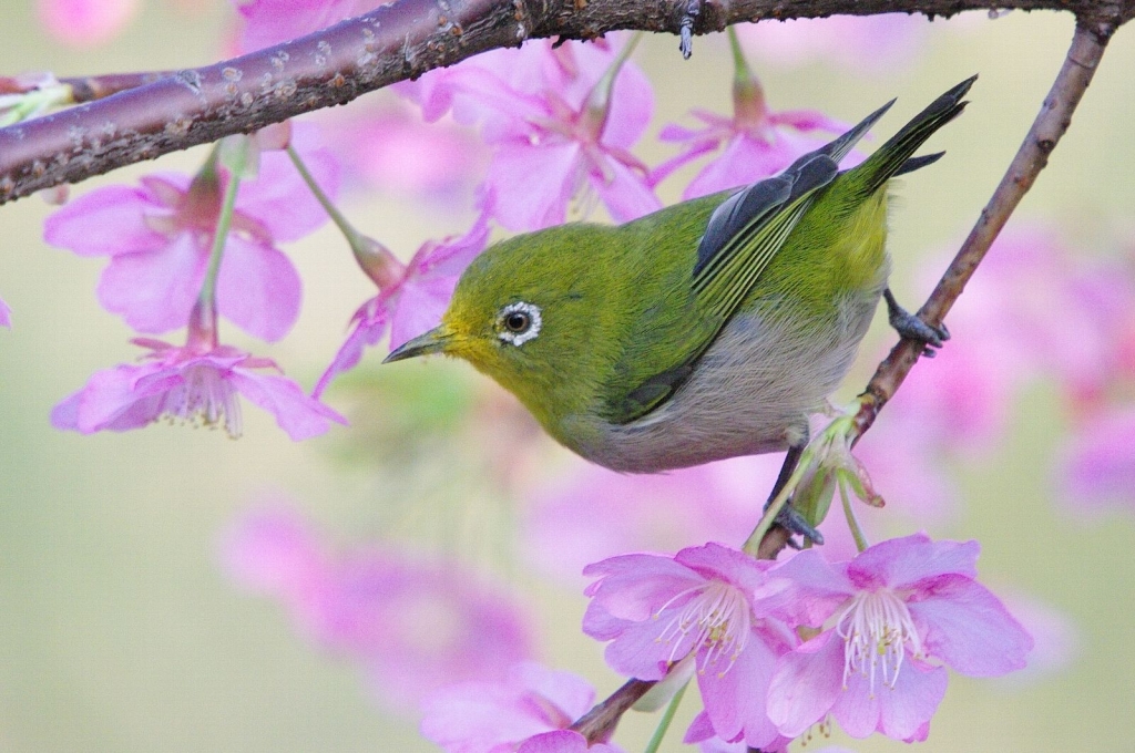 桜とメジロ