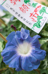雨の朝