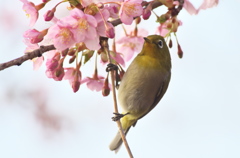 春メジロ