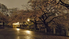 雨の夜