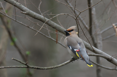 Bohemian Waxwing