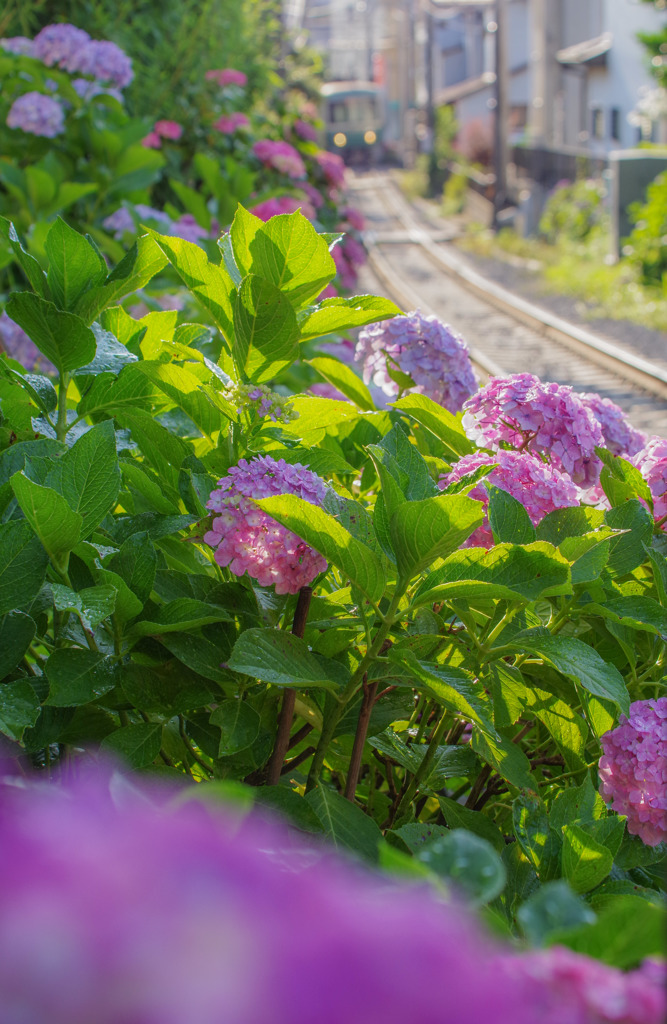 晴れ 紫陽花