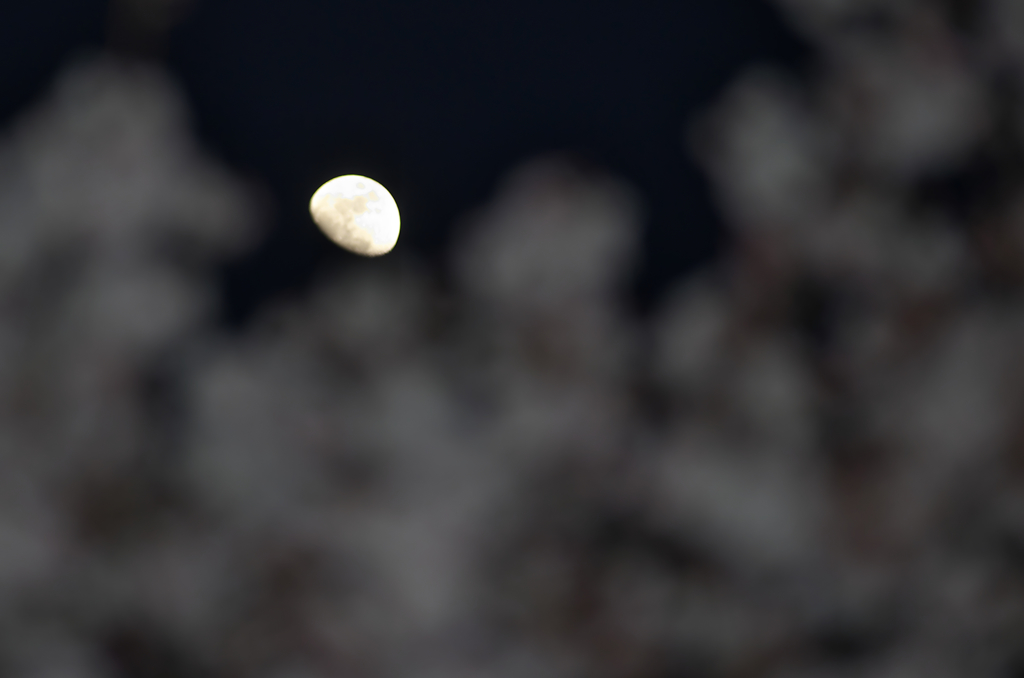 SAKURA MOON