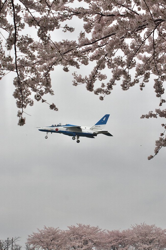 Sakura Impulse