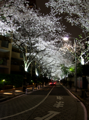 都会の桜