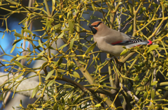 Japanese Waxwing