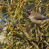 Japanese Waxwing