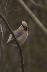 Japanese Waxwing