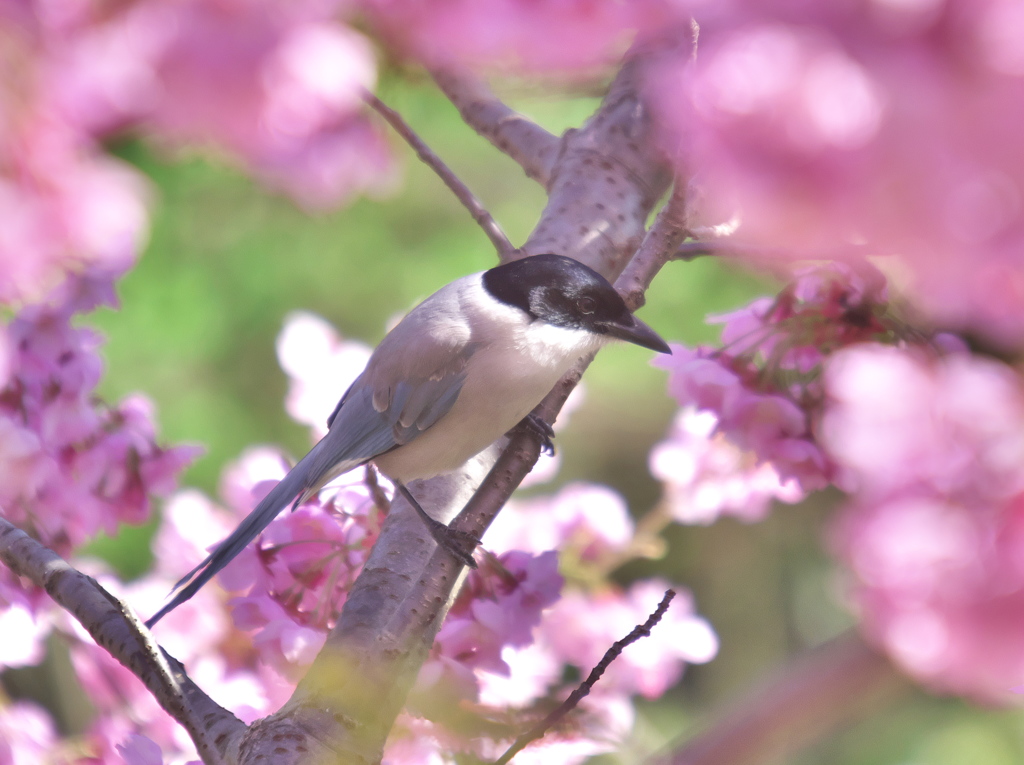 お花見　オナガ