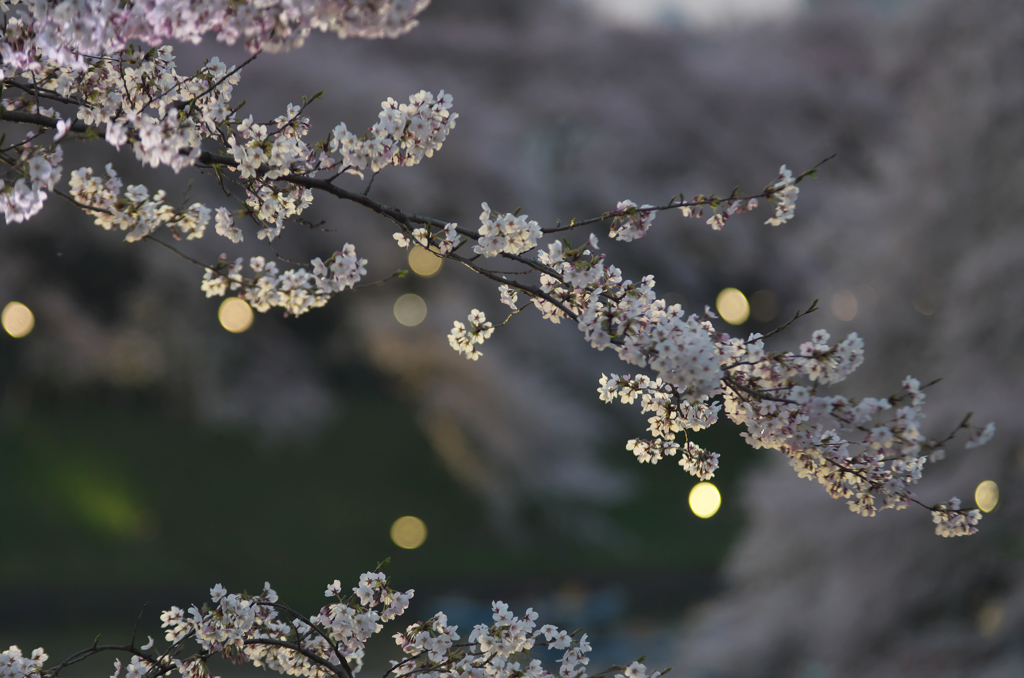 桜の宴　2015