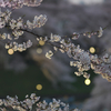 桜の宴　2015