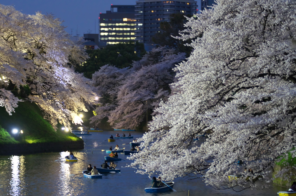 千鳥が淵の夜