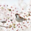 花雀　-さくら＆ ニュウナイスズメ-
