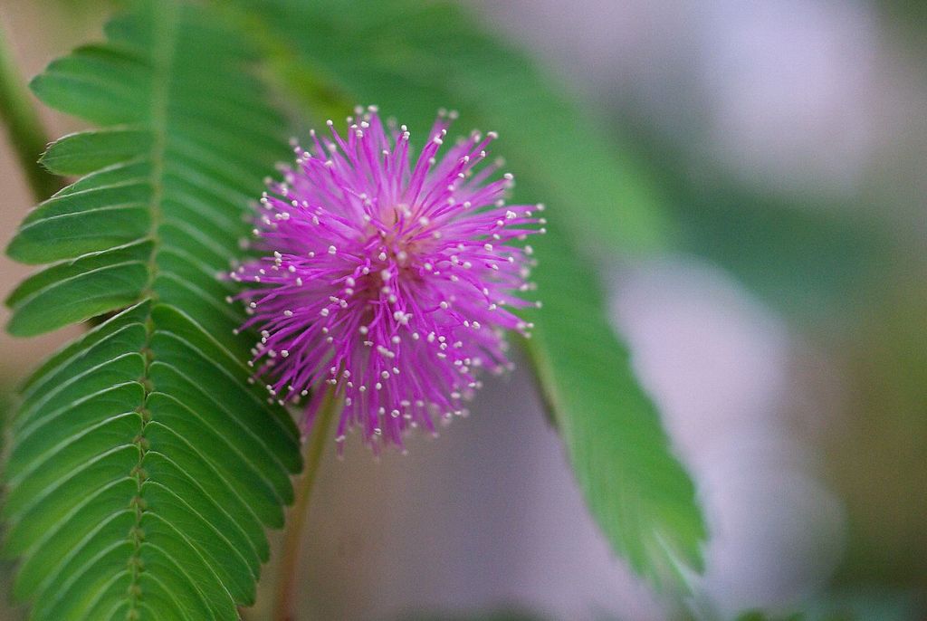 おじぎ草の花