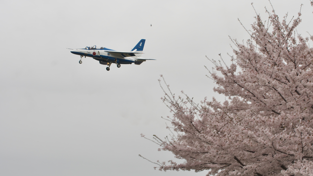sakura impulse