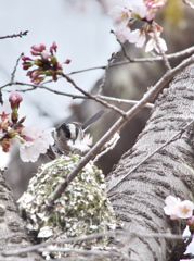 桜御殿