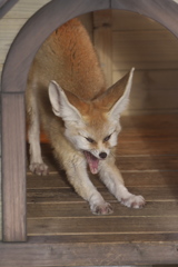 ふぁーあぁ