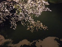 雨に散る
