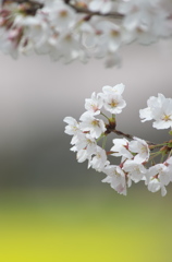 春色　桜