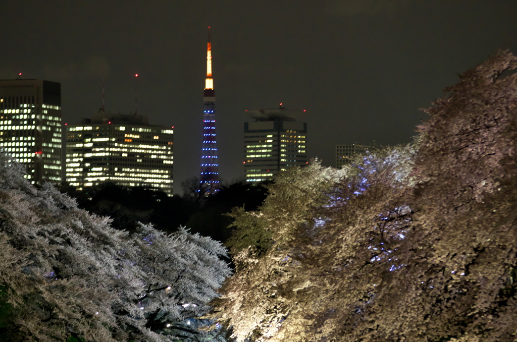 夜桜タワー