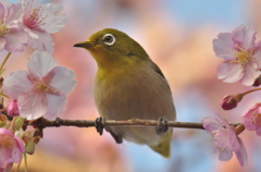 春メジロ
