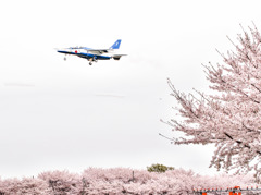 Sakura Impulse 2015