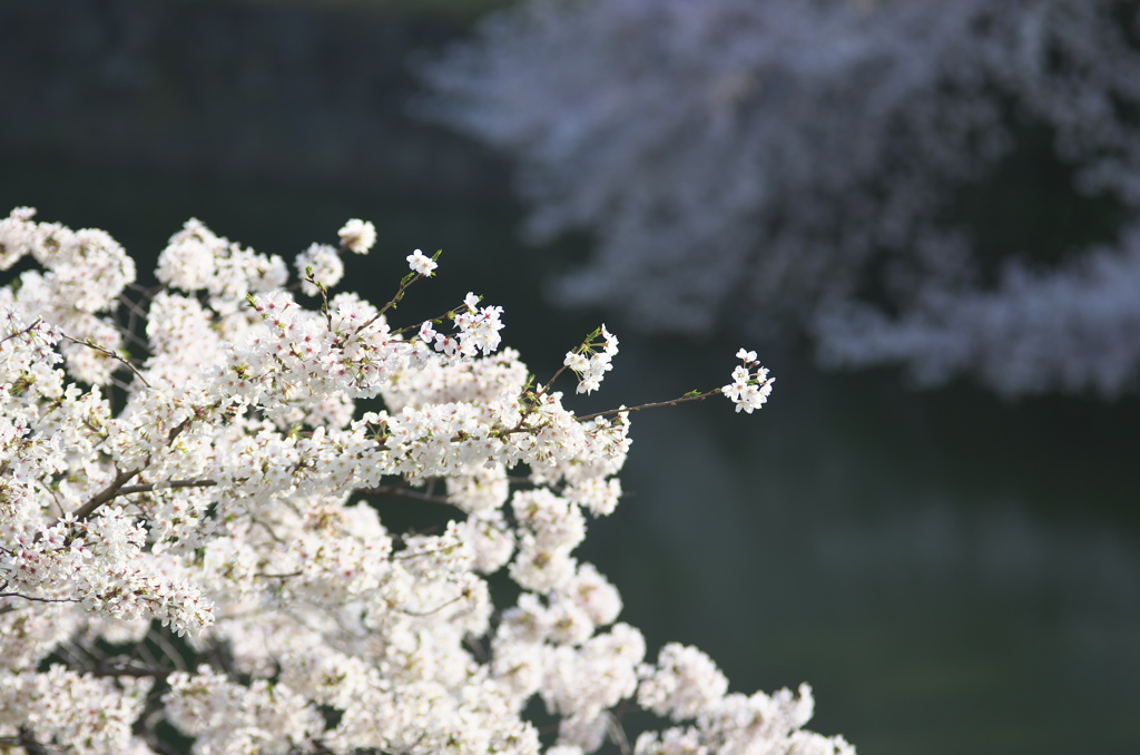 桜