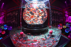 金魚な夜