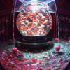 金魚な夜