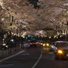 桜の回廊