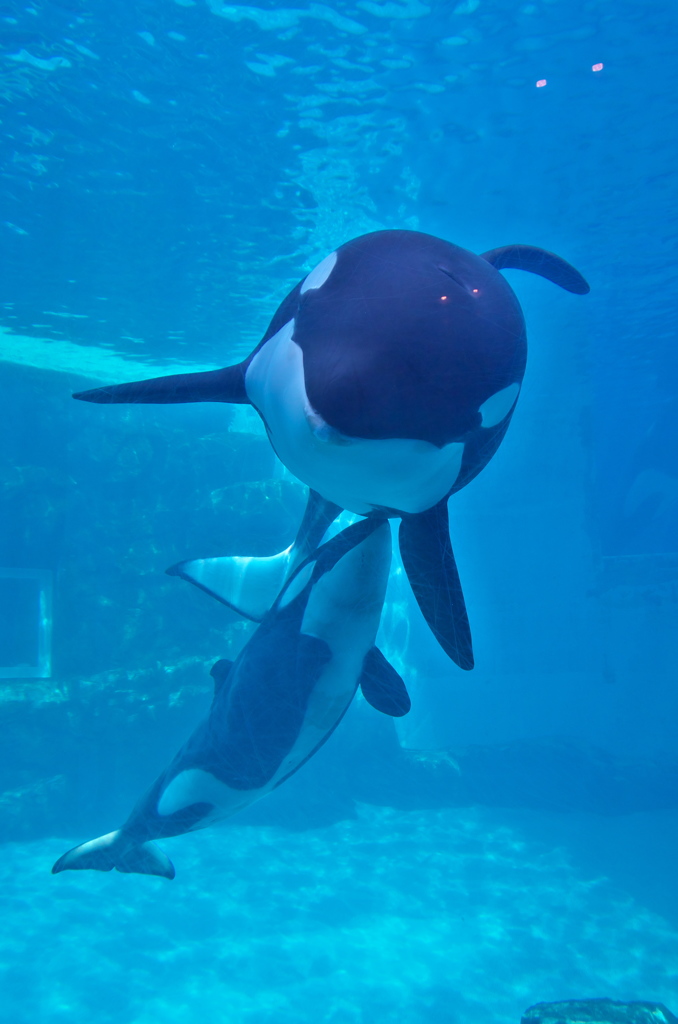 シャチ丸
