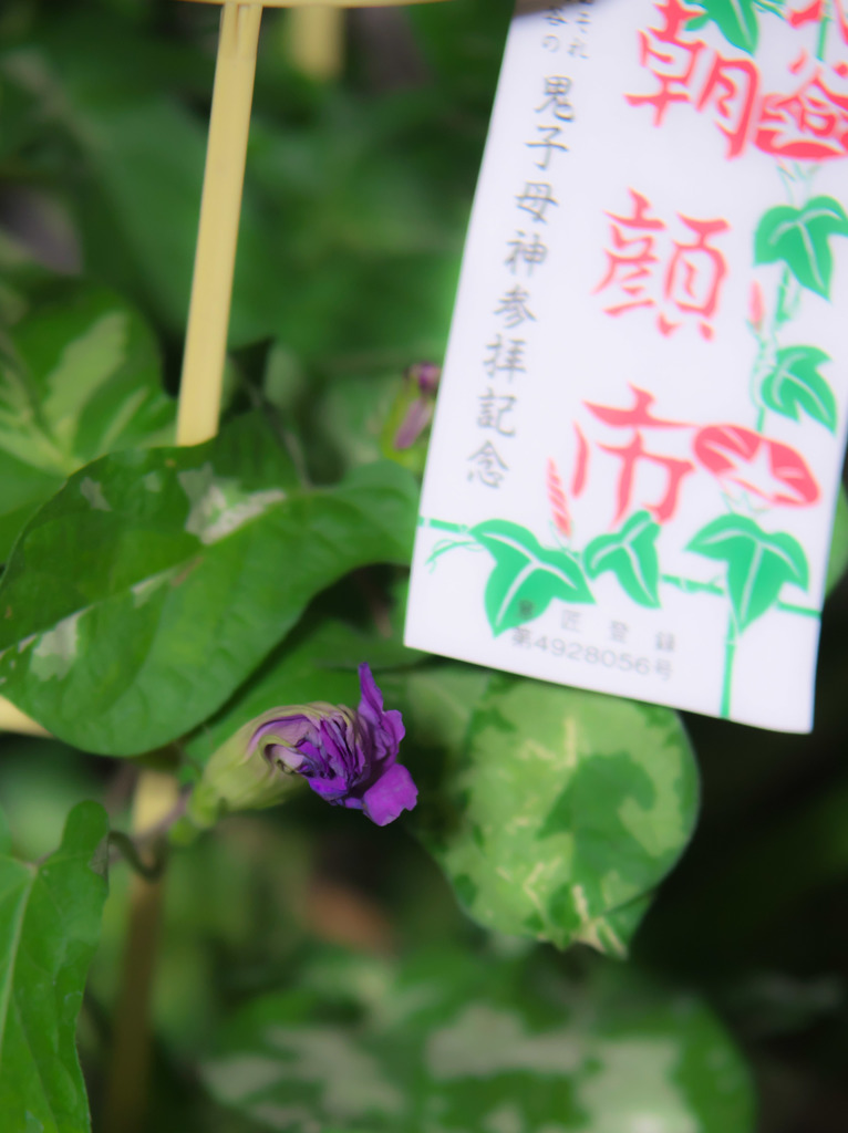 明日が楽しみ