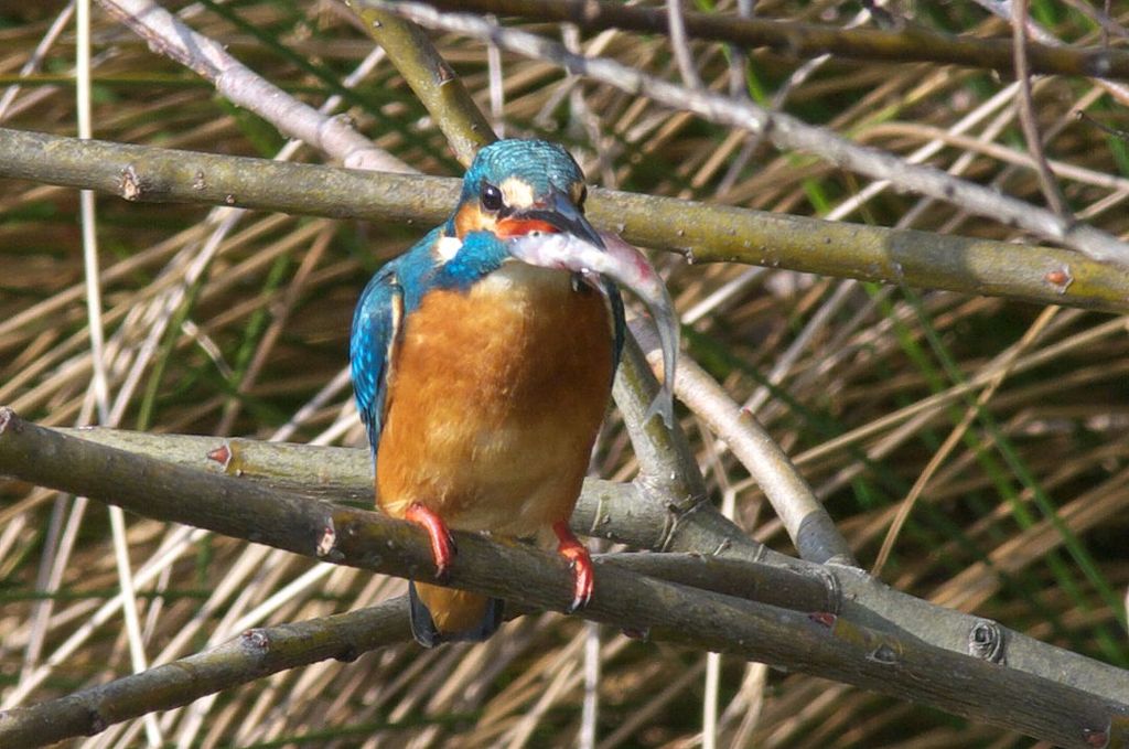 さがなゲット！！