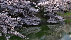 千鳥ヶ淵の朝