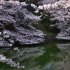 千鳥ヶ淵の朝