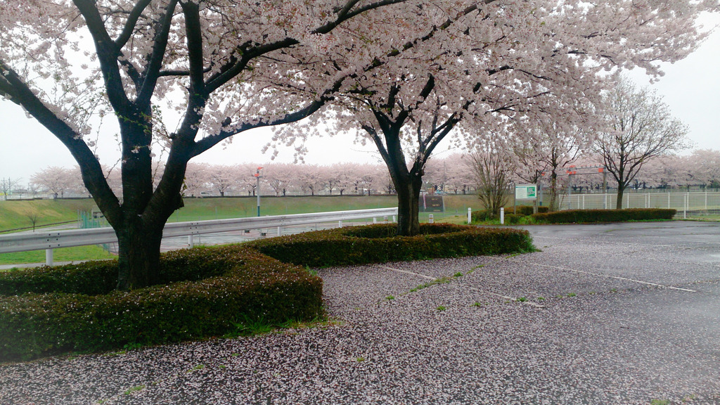 プレゼントをくれた桜の木
