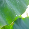 雫